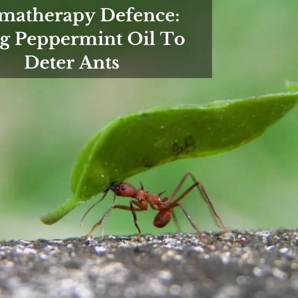 Aromatherapy Defence: Using Peppermint Oil To Deter Ants