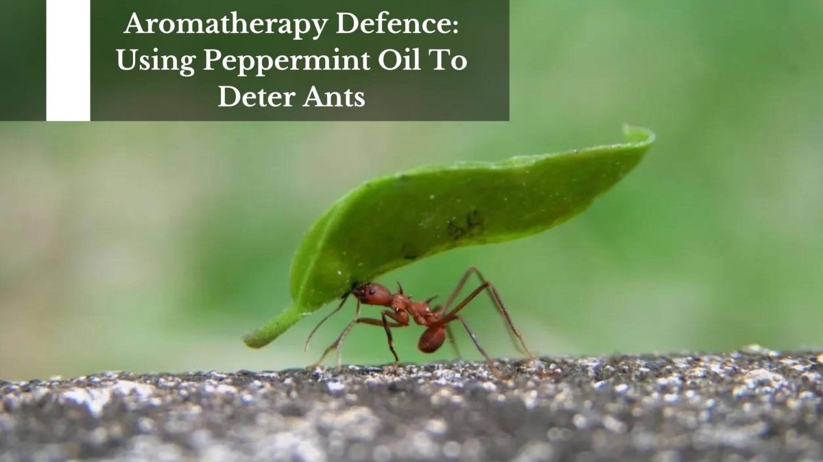 Aromatherapy-Defence-Using-Peppermint-Oil-To-Deter-Ants-1