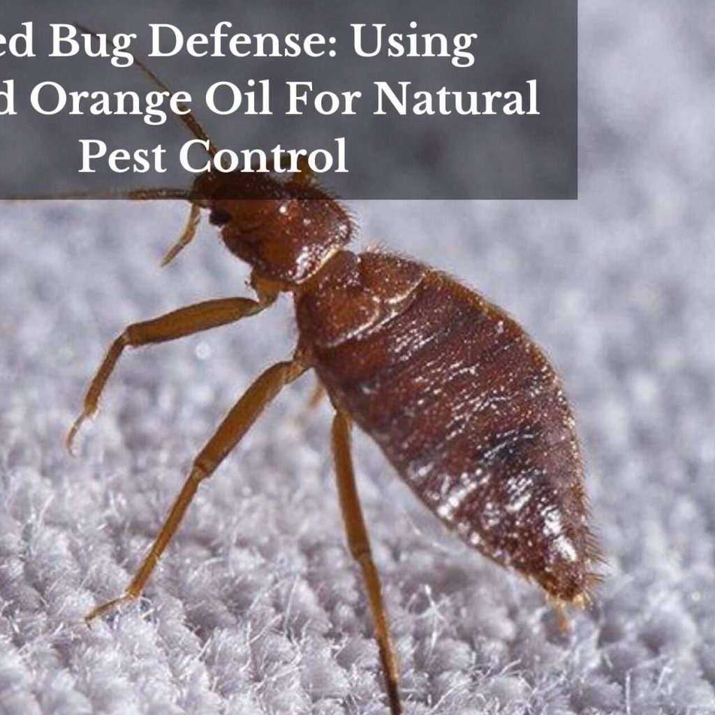 Bed Bug Defense: Using Blood Orange Oil For Natural Pest Control