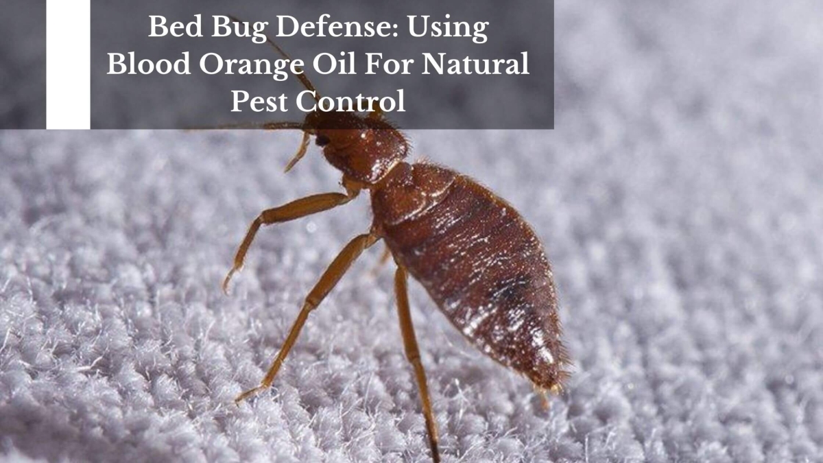 Bed-Bug-Defense-Using-Blood-Orange-Oil-For-Natural-Pest-Control-1