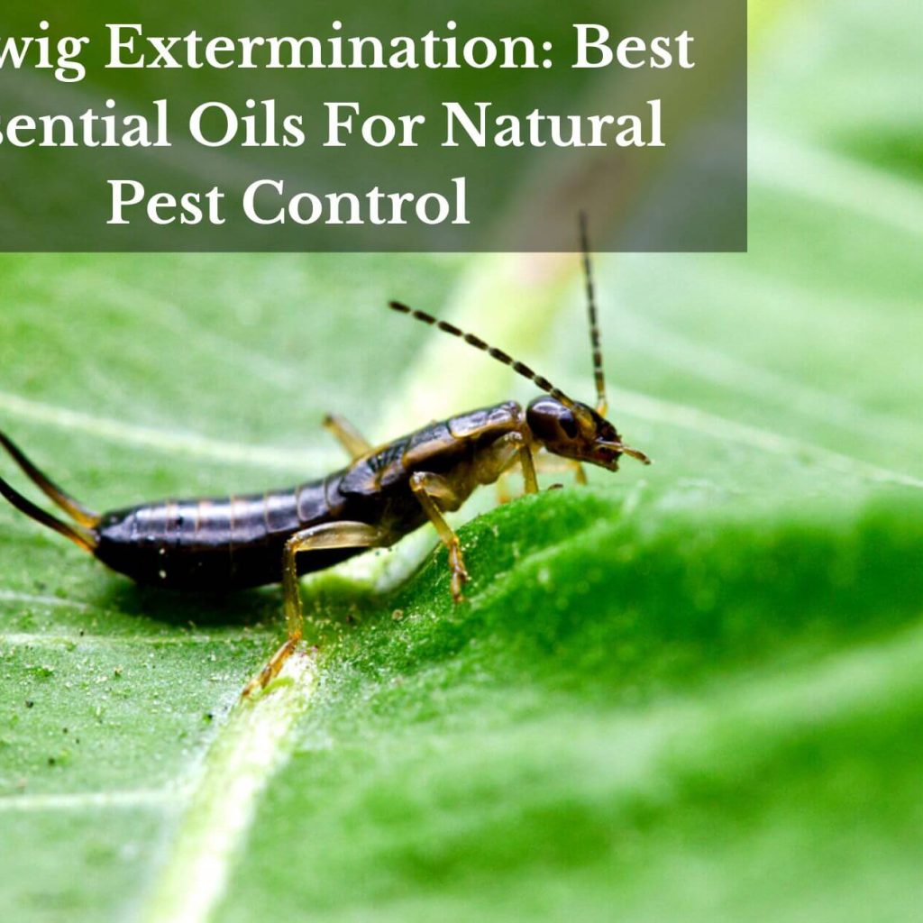 Earwig Extermination: Best Essential Oils For Natural Pest Control