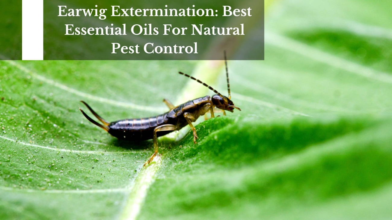 Essential-Oils-For-Natural-Pest-Control-1