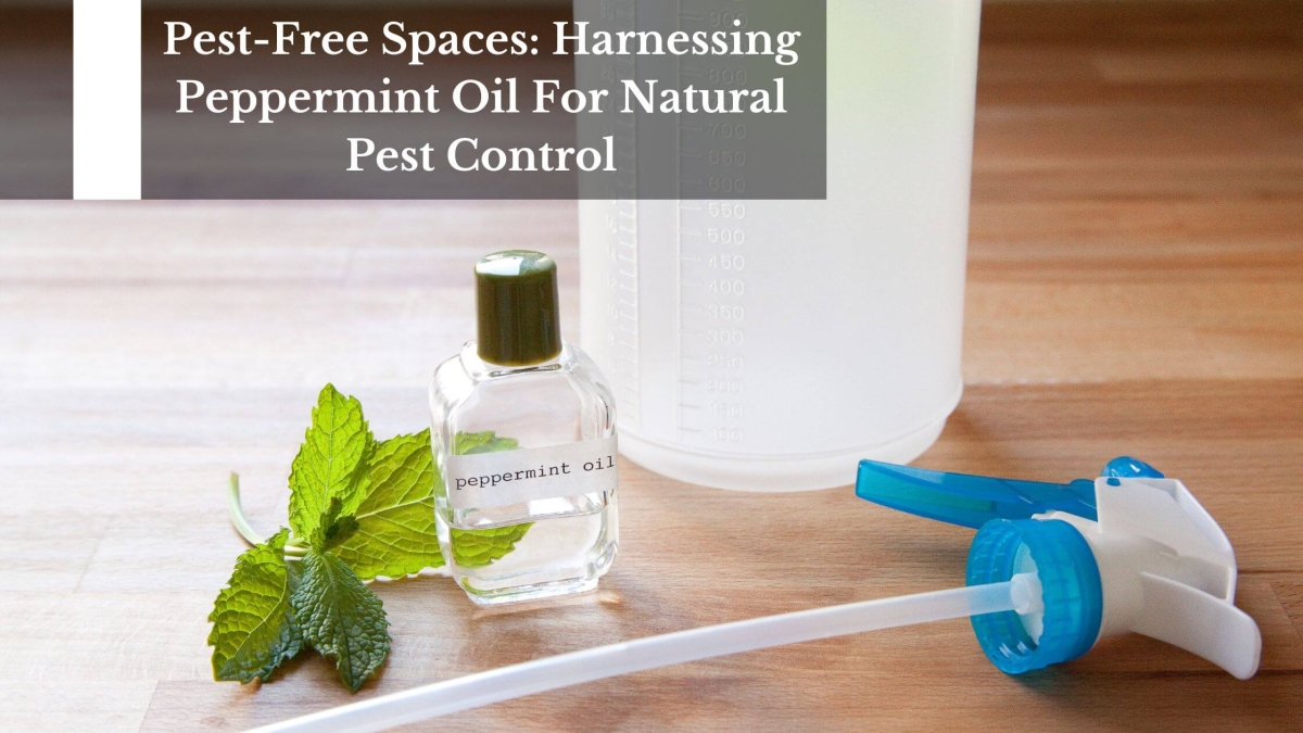Pest-Free-Spaces-Harnessing-Peppermint-Oil-For-Natural-Pest-Control-1