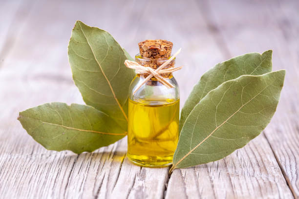 How To Use Bay Leaf Oil For Pain?