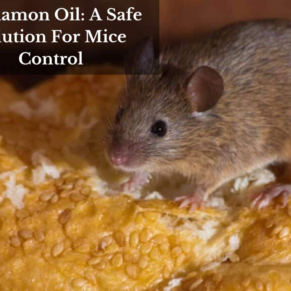 Cinnamon Oil: A Safe Solution For Mice Control