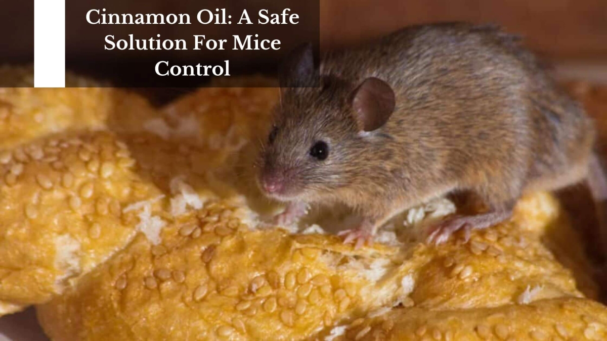 Cinnamon-Oil-A-Safe-Solution-For-Mice-Control-1