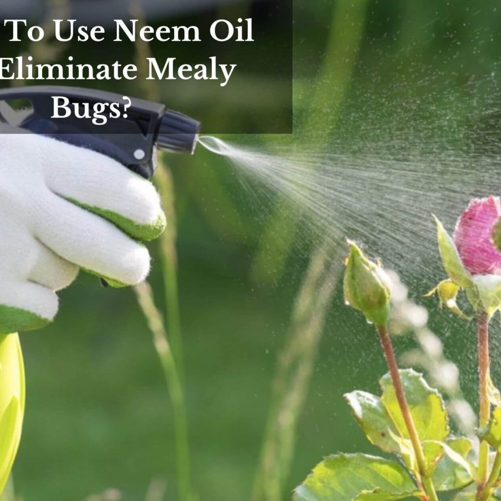 How To Use Neem Oil To Eliminate Mealy Bugs?