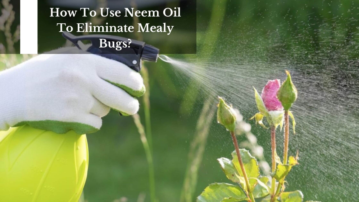 How To Use Neem Oil To Eliminate Mealy Bugs (1)