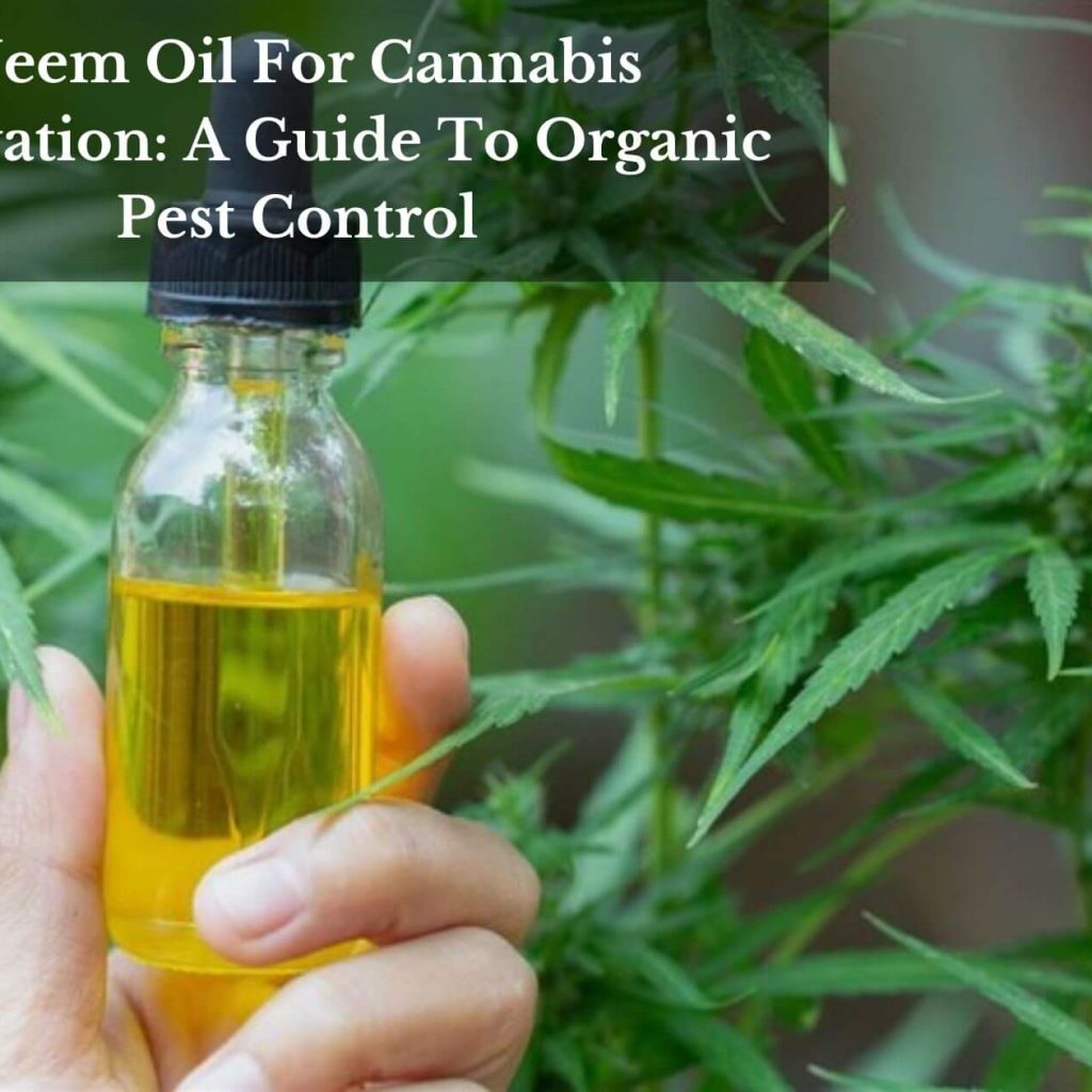 Neem Oil For Cannabis Cultivation: A Guide To Organic Pest Control