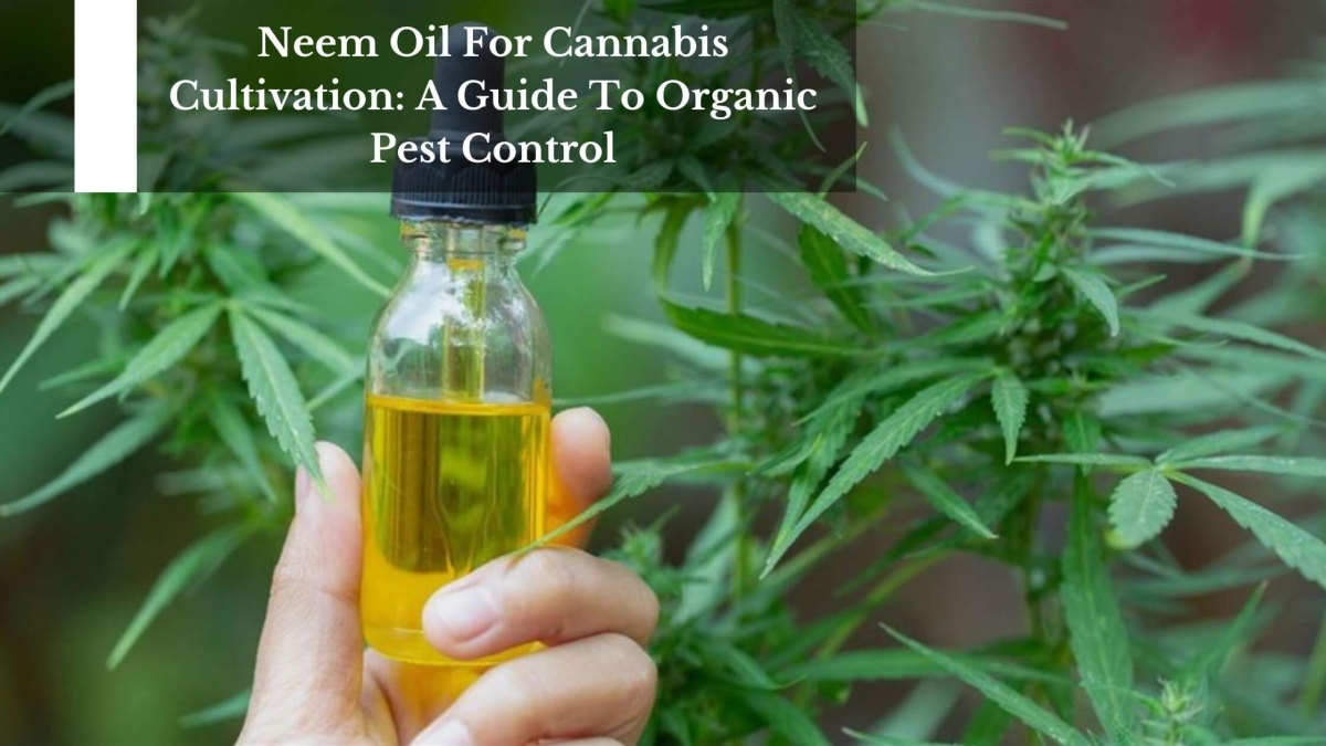 Neem Oil For Cannabis Cultivation A Guide To Organic Pest Control (1)