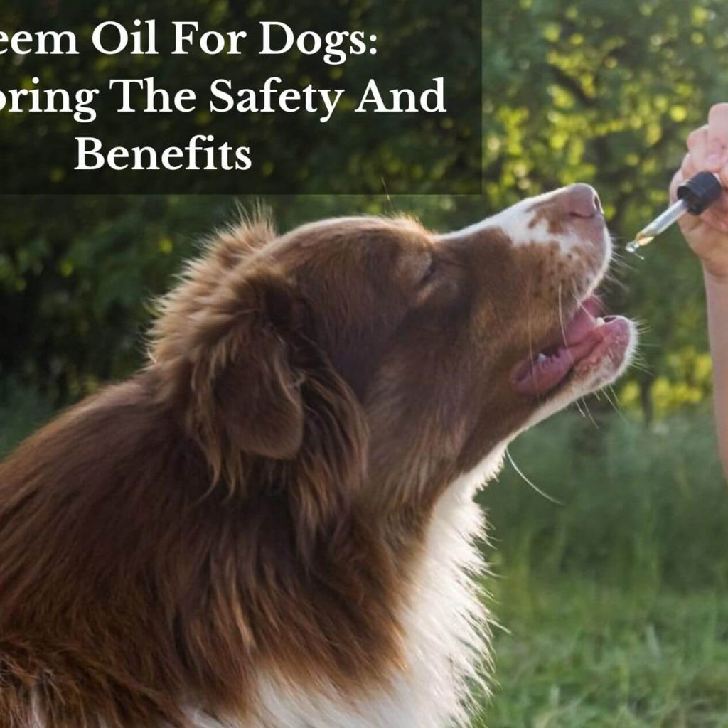 Neem Oil For Dogs: Exploring The Safety And Benefits