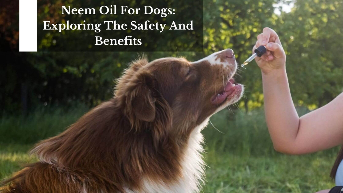 Neem Oil For Dogs Exploring The Safety And Benefits (1)