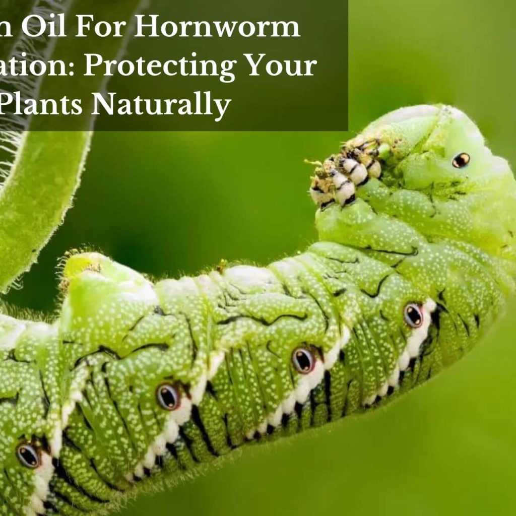 Neem Oil For Hornworm Infestation: Protecting Your Plants Naturally