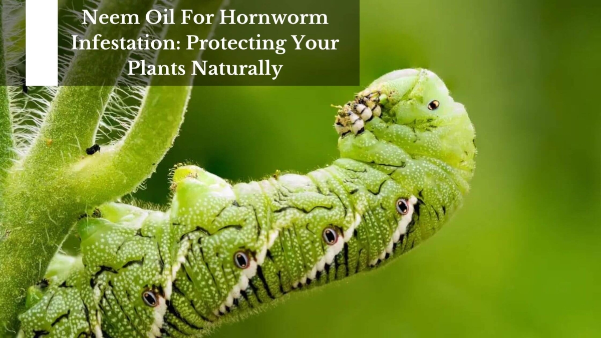 Neem Oil For Hornworm Infestation Protecting Your Plants Naturally (1)