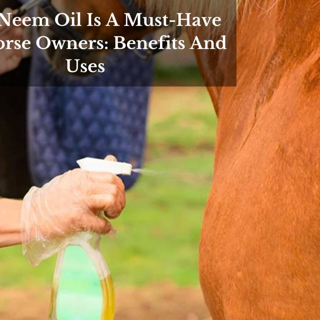 Why Neem Oil Is A Must-Have For Horse Owners: Benefits And Uses