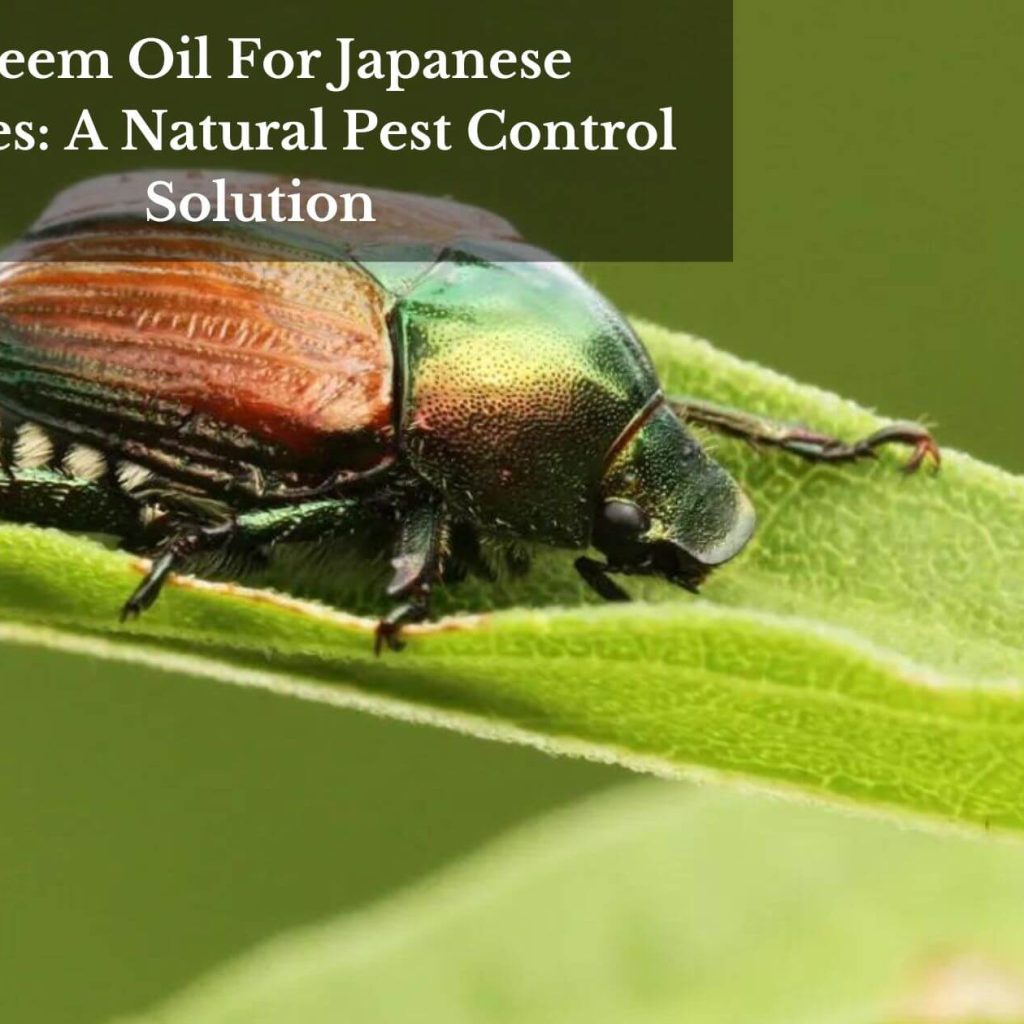 Neem Oil For Japanese Beetles: A Natural Pest Control Solution