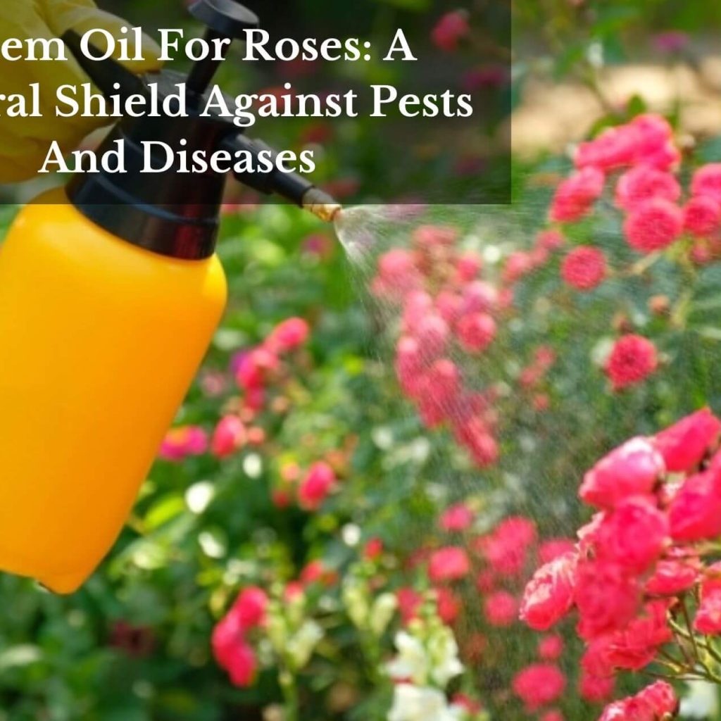 Neem Oil For Roses: A Natural Shield Against Pests And Diseases