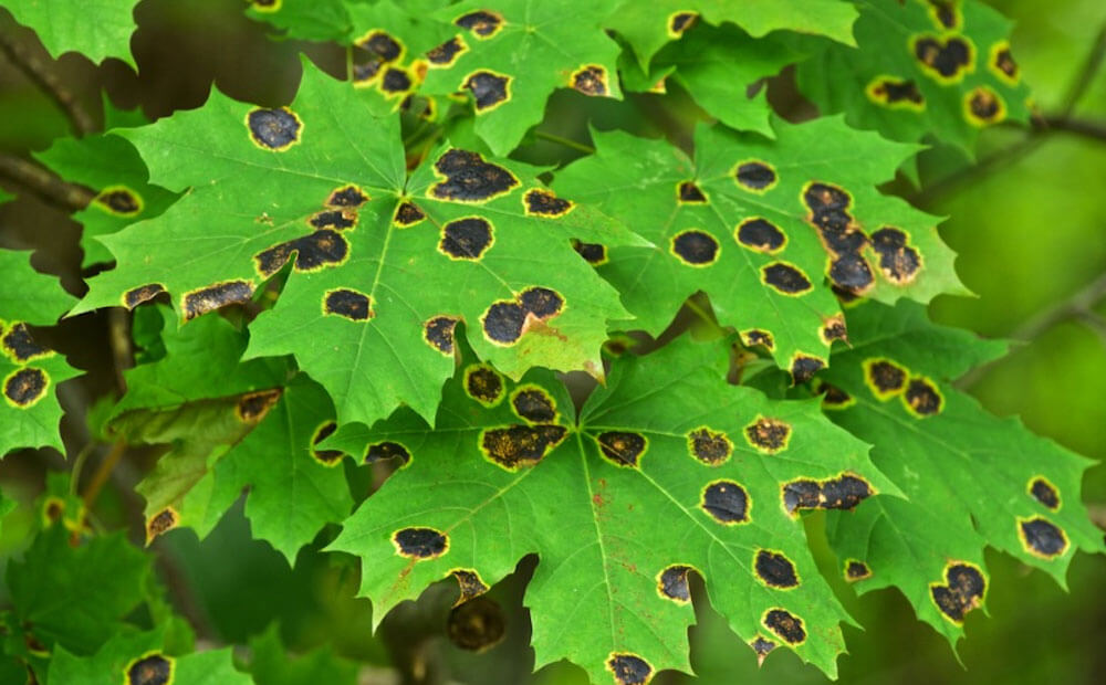 How To Use Neem Oil For Brown Spots On Plants?