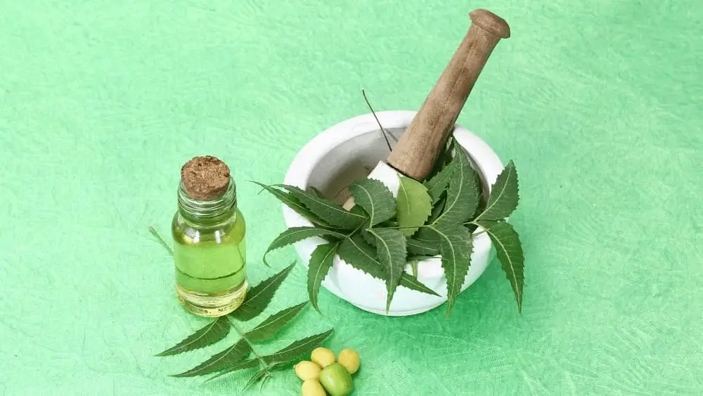 How To Use Neem Oil For Dogs?