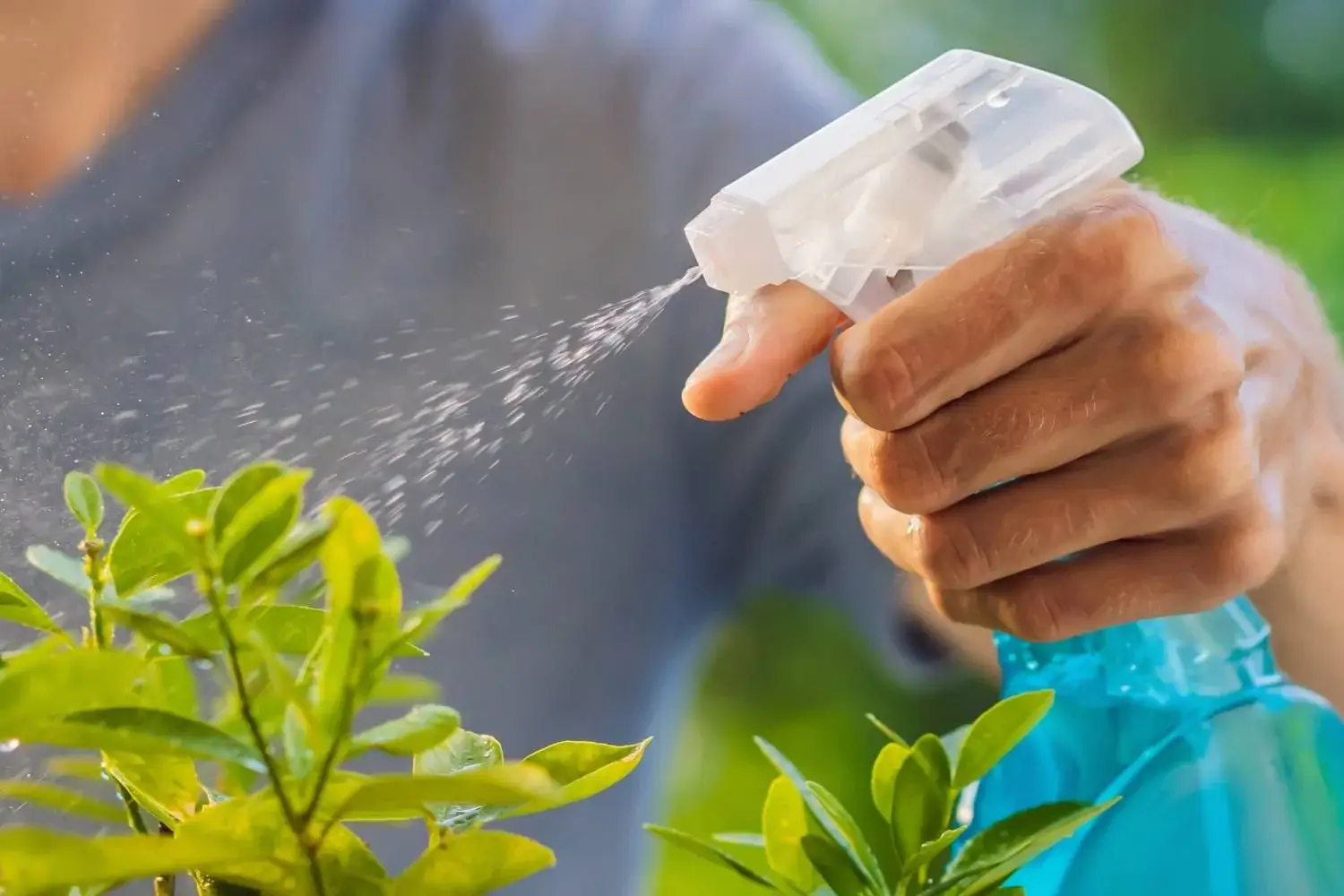 Neem Oil Spray For Armyworms