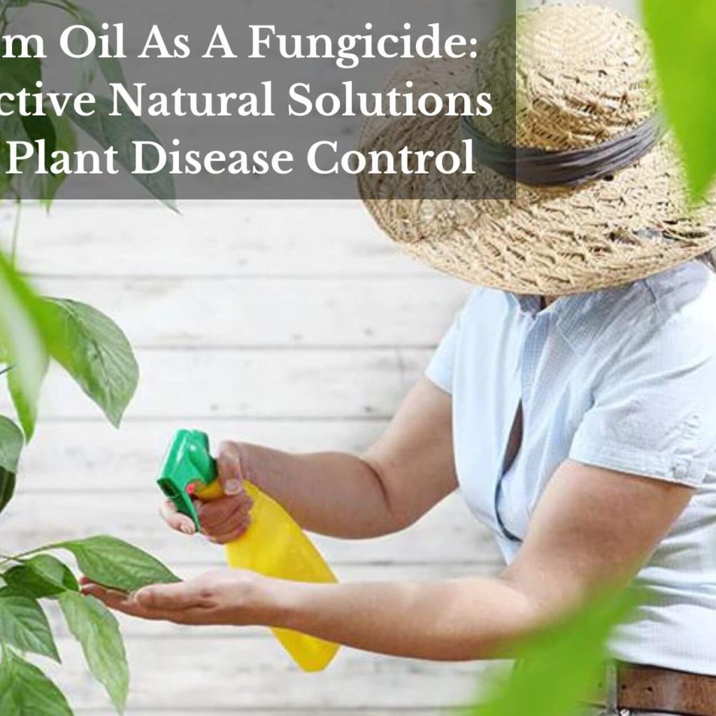 Neem Oil As A Fungicide: Effective Natural Solutions For Plant Disease Control