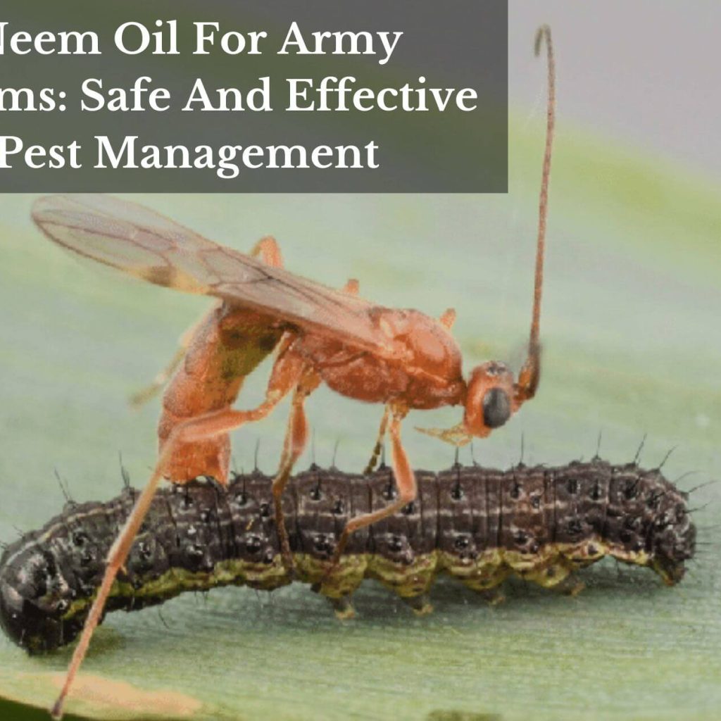 Neem Oil For Army Worms: Safe And Effective Pest Management