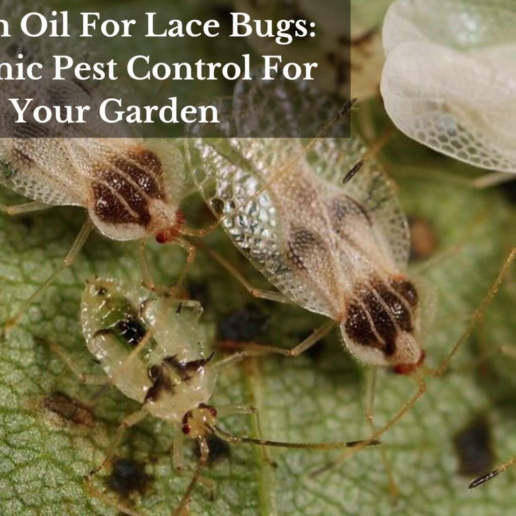 Neem Oil For Lace Bugs: Organic Pest Control For Your Garden