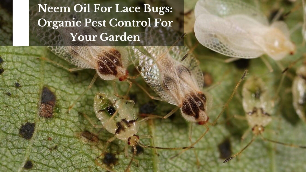 Neem Oil For Lace Bugs Organic Pest Control For Your Garden (1)