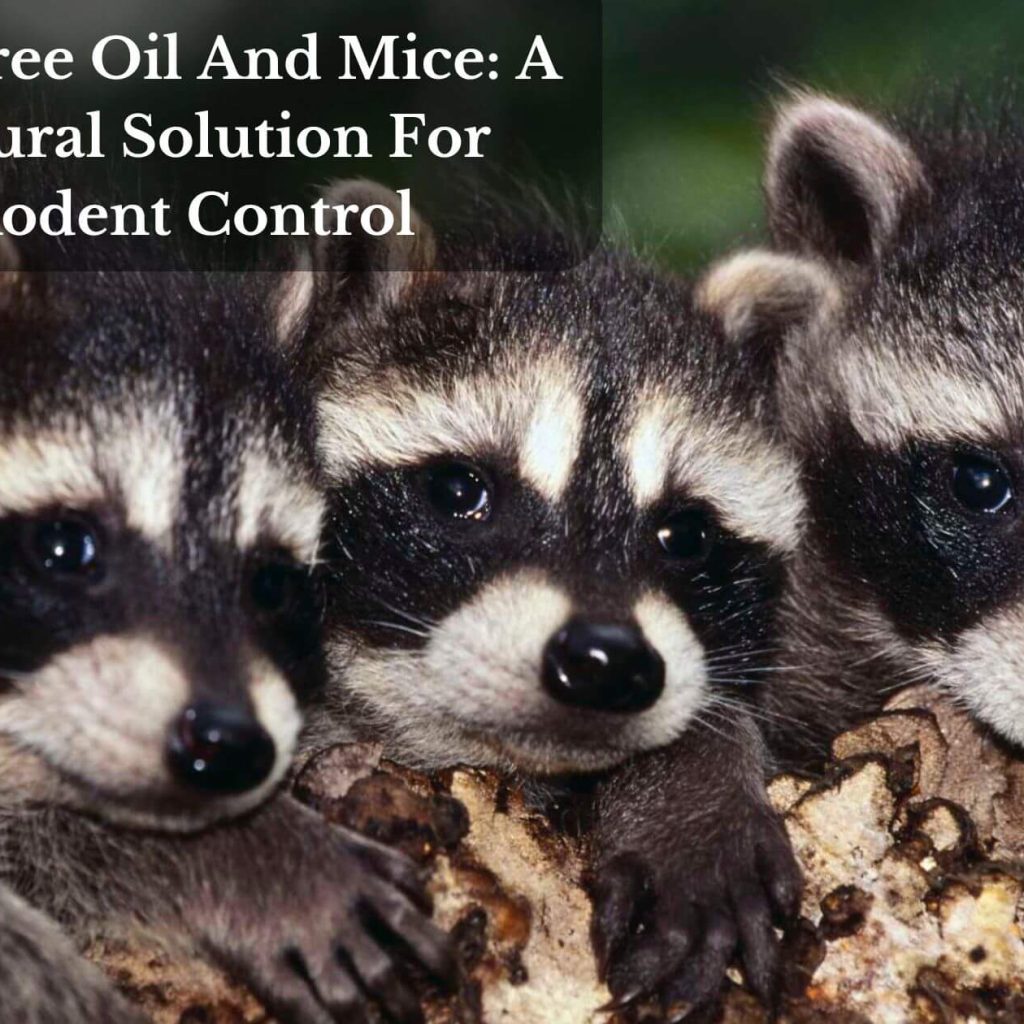 Tea Tree Oil And Mice: A Natural Solution For Rodent Control