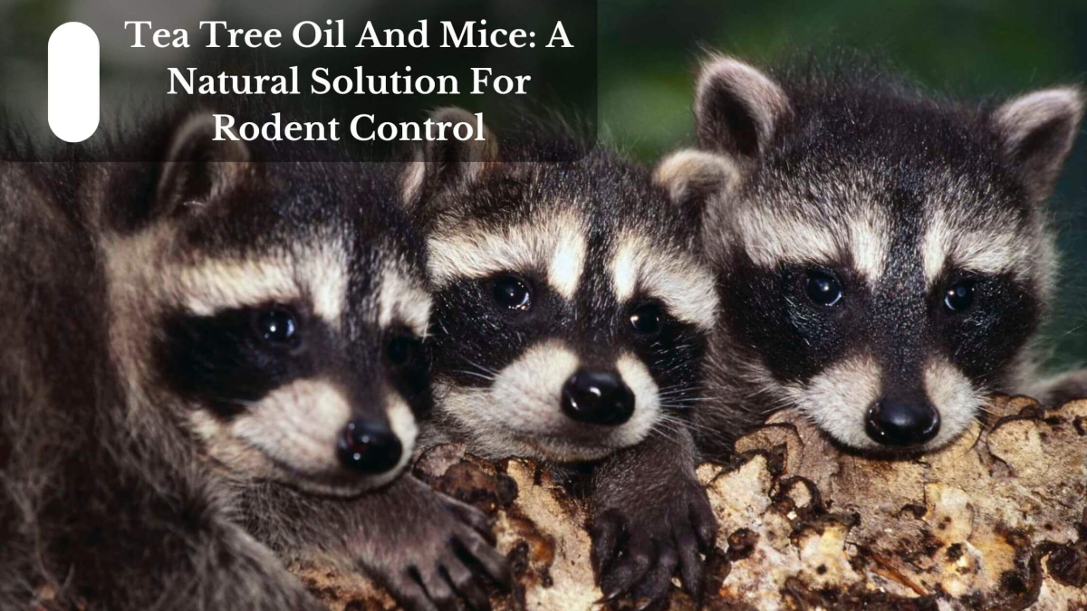 Tea Tree Oil And Mice A Natural Solution For Rodent Control (1)