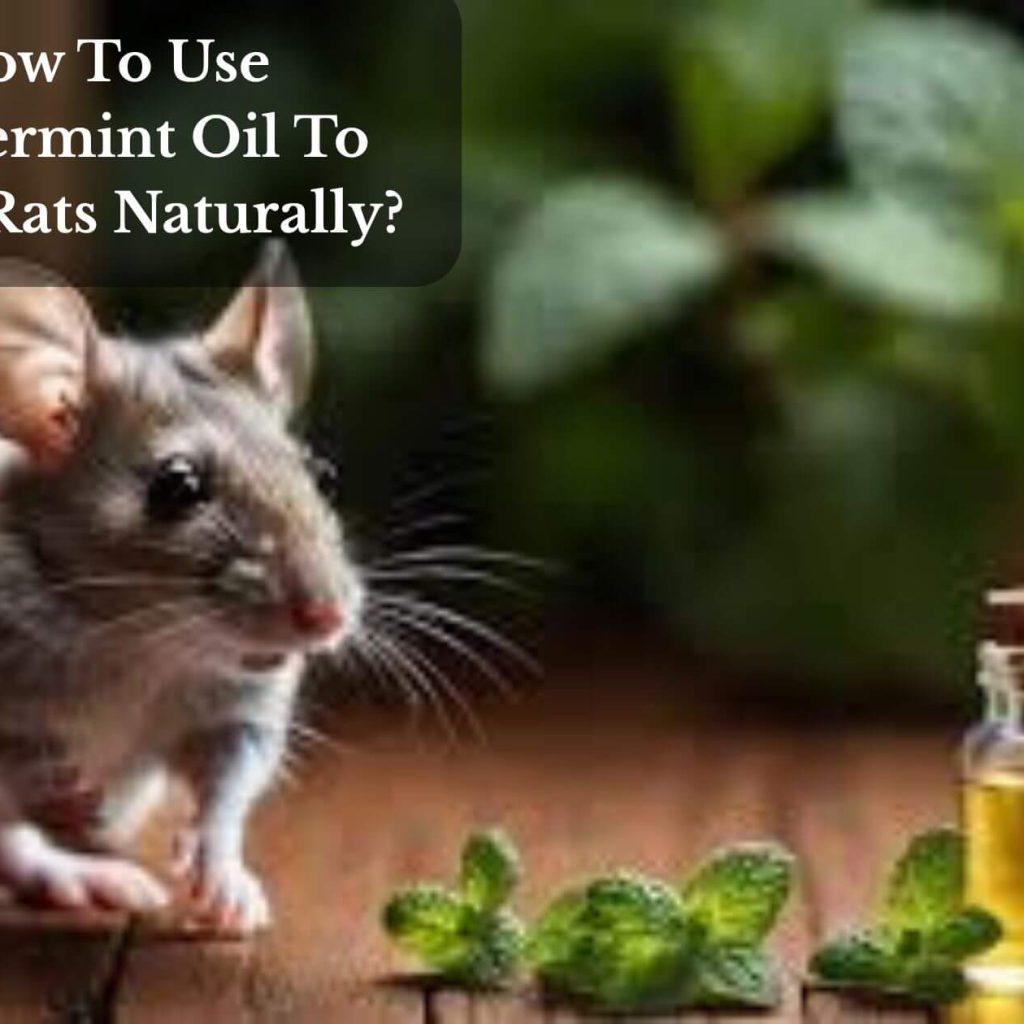How To Use Peppermint Oil To Repel Rats Naturally?