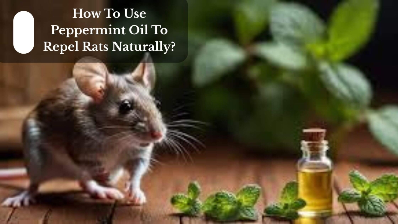 How To Use Peppermint Oil To Repel Rats Naturally (1)