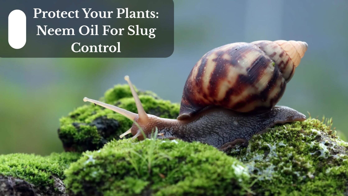 Protect Your Plants Neem Oil For Slug Control (1)