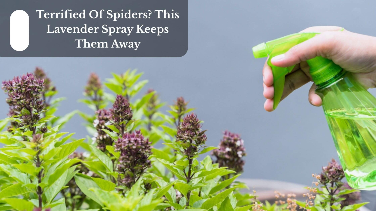 Terrified Of Spiders This Lavender Spray Keeps Them Away (1)
