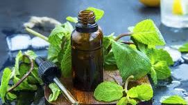 5 Benefits Of Using Peppermint Oil To Repel Rats Naturally